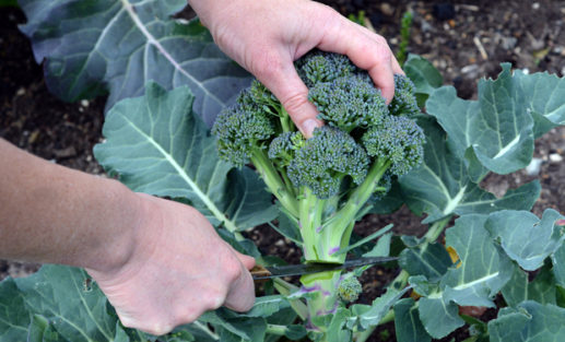 Broccoli oogst