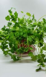 koriander per potje